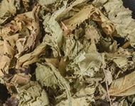 大叶紫珠