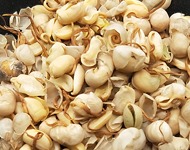 大豆黄卷