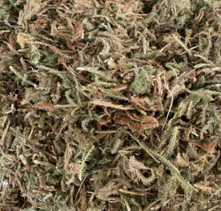 伸筋草