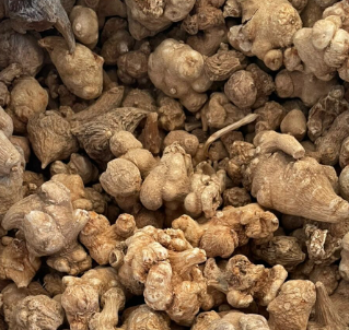 珠子参