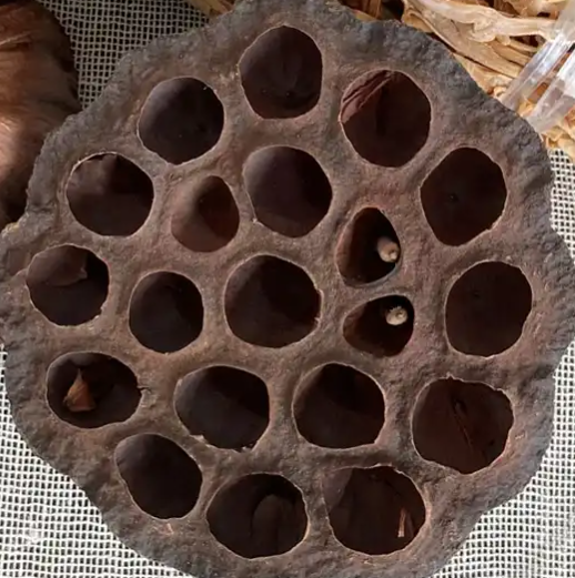 莲房