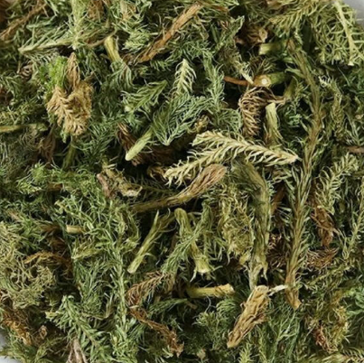 筋骨草